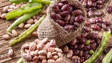 لوبیا چیتی صنعتی